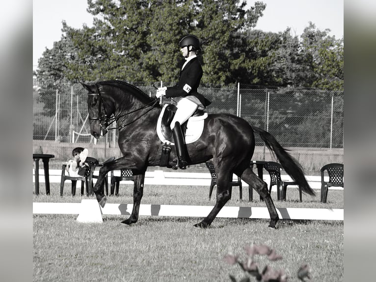 Lusitano Castrone 4 Anni 167 cm Baio scuro in Ribamar