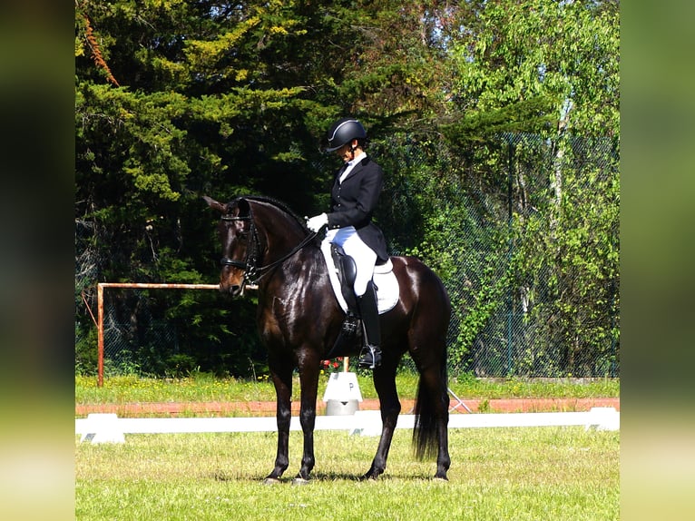 Lusitano Castrone 4 Anni 167 cm Baio scuro in Ribamar