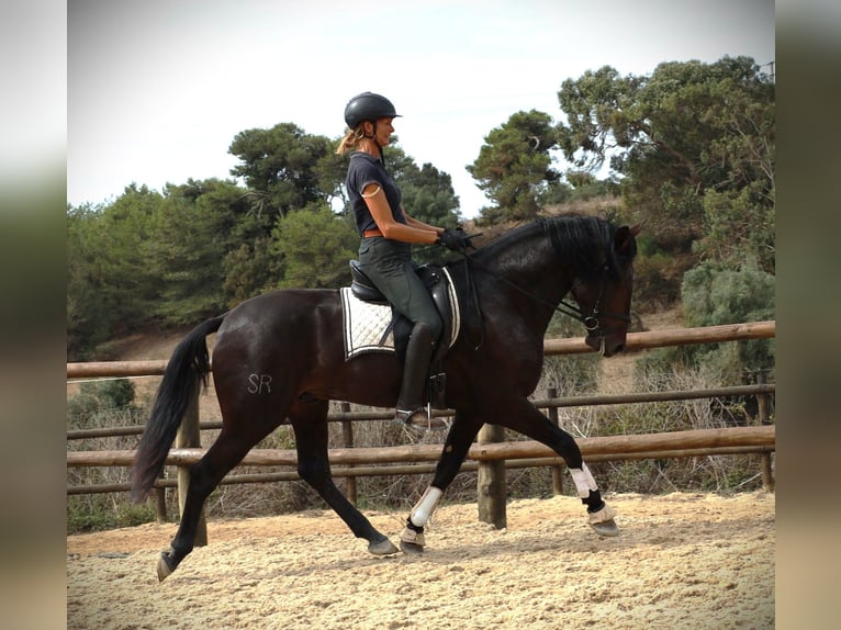 Lusitano Castrone 4 Anni 167 cm Baio scuro in Ribamar