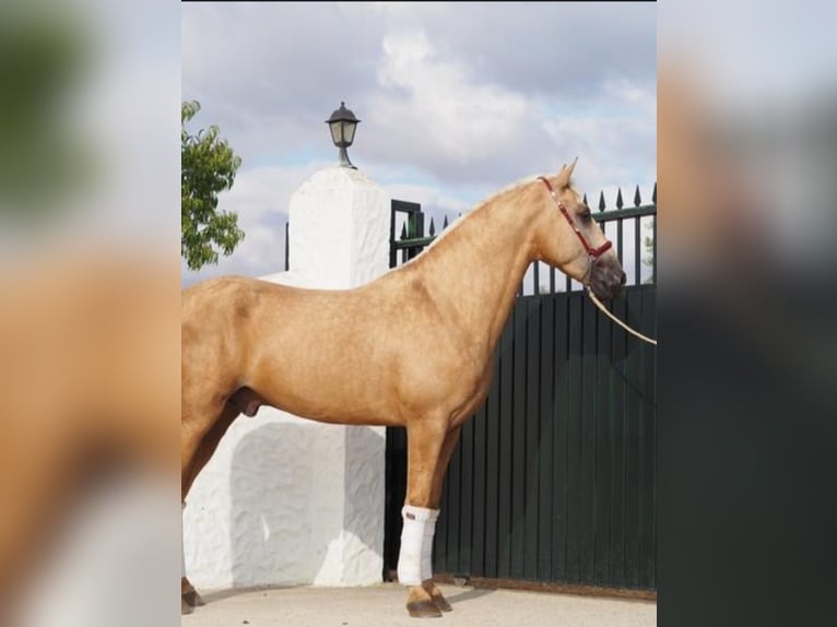 Lusitano Castrone 4 Anni 168 cm Palomino in Navalcan