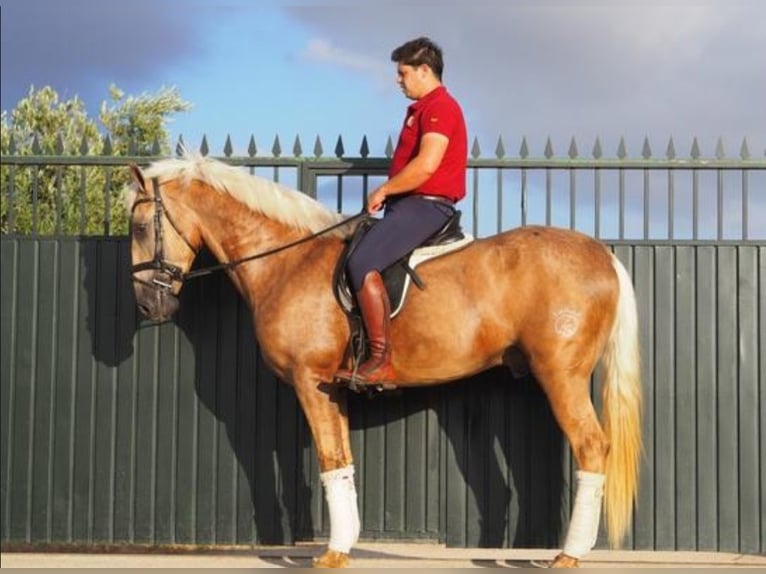 Lusitano Castrone 4 Anni 168 cm Palomino in Navalcan