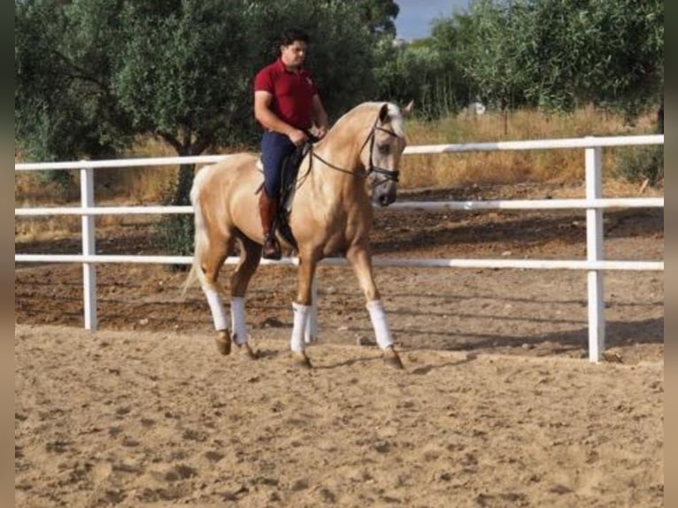 Lusitano Castrone 4 Anni 168 cm Palomino in Navalcan