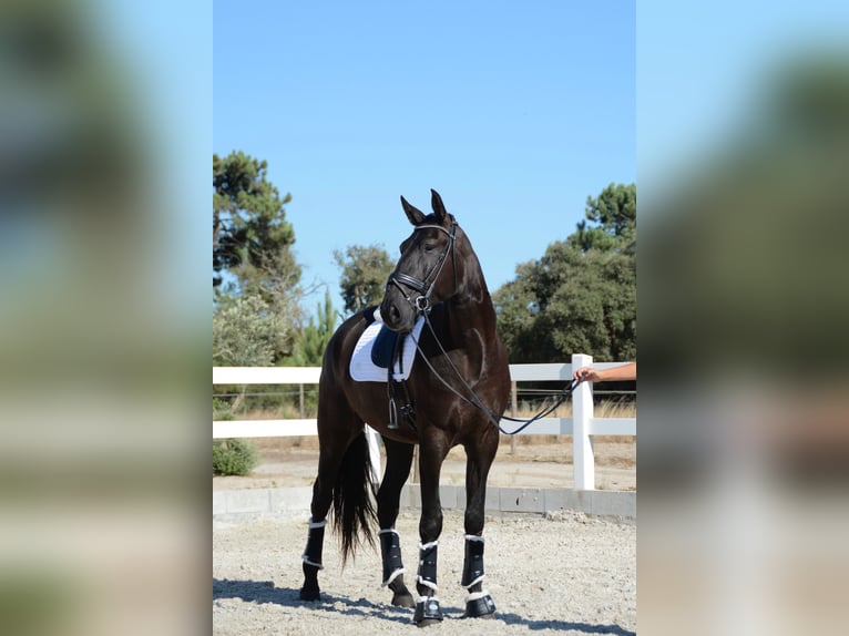 Lusitano Castrone 4 Anni 170 cm Morello in Grândola