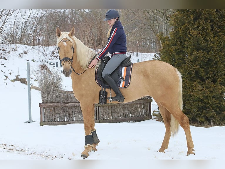 Lusitano Castrone 4 Anni 170 cm Palomino in Teldau