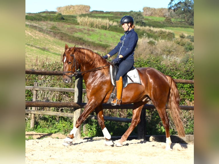 Lusitano Castrone 4 Anni 170 cm Sauro in Ribamar