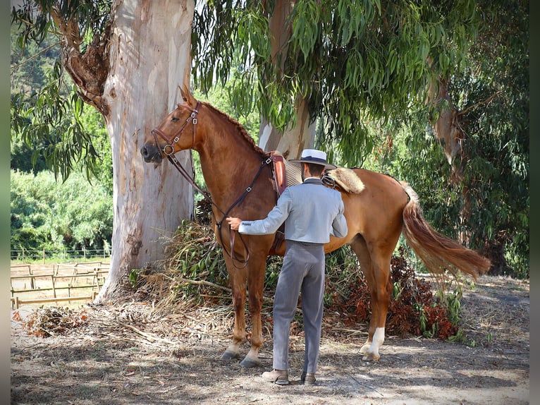 Lusitano Castrone 4 Anni 170 cm Sauro in Ribamar