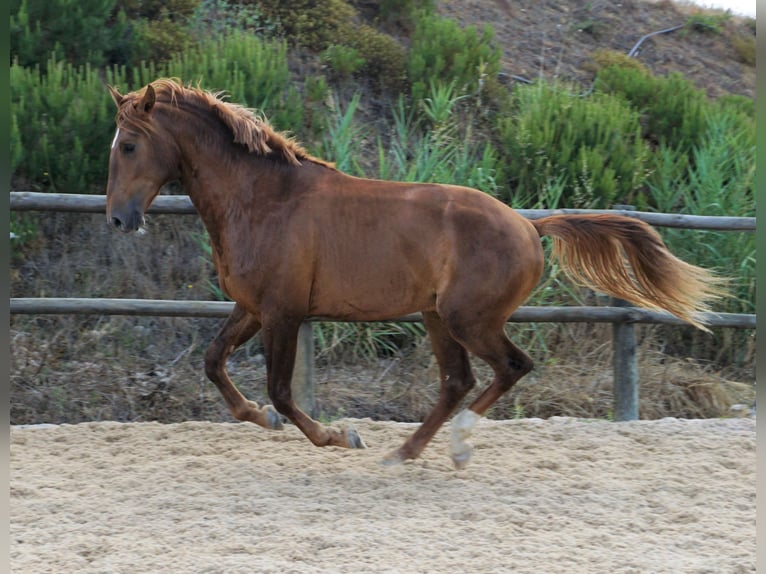 Lusitano Castrone 4 Anni 170 cm Sauro in Ribamar