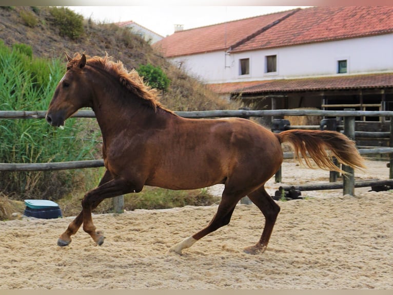 Lusitano Castrone 4 Anni 170 cm Sauro in Ribamar