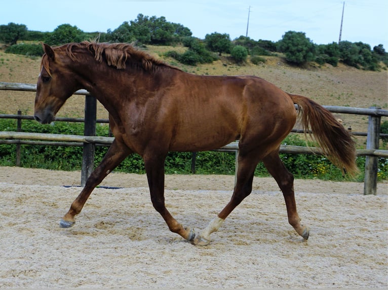 Lusitano Castrone 4 Anni 170 cm Sauro in Ribamar