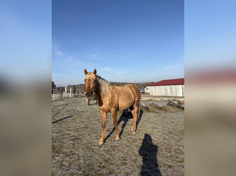 Lusitano Castrone 4 Anni 173 cm Palomino in Heilsbronn