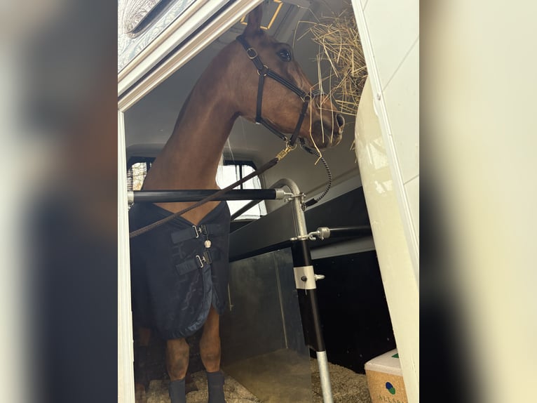 Lusitano Castrone 4 Anni 173 cm Palomino in Heilsbronn