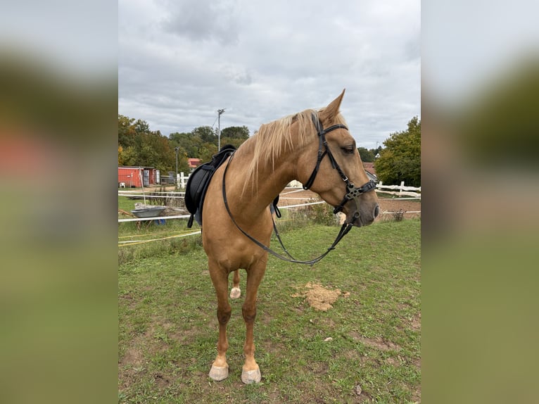 Lusitano Castrone 4 Anni 173 cm Palomino in Heilsbronn