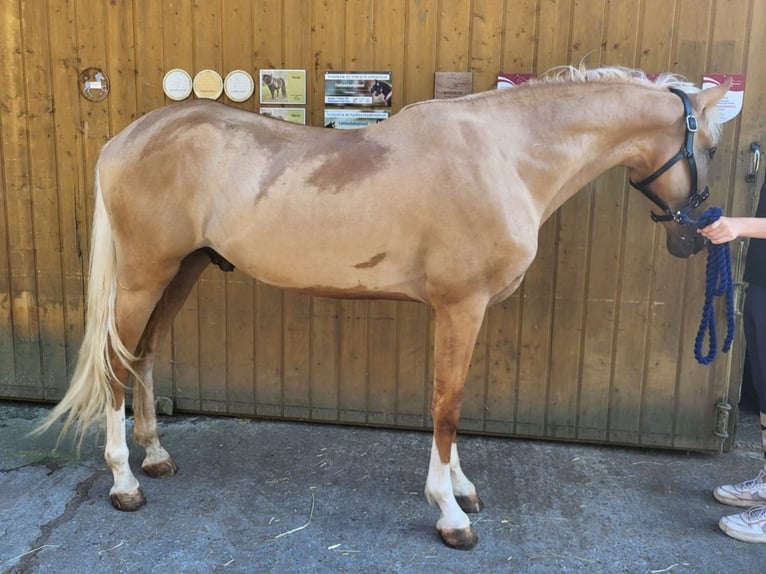 Lusitano Mix Castrone 4 Anni in Küssaberg