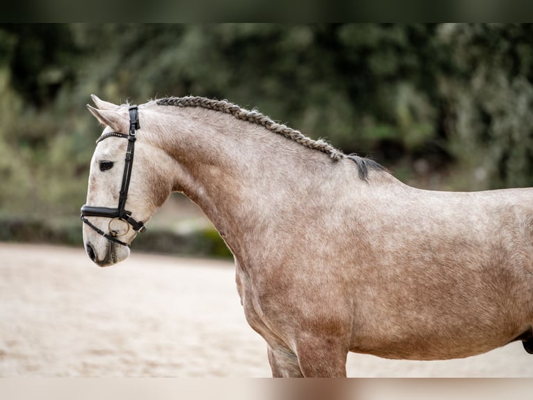 Lusitano Castrone 4 Anni Grigio in EL GASTOR