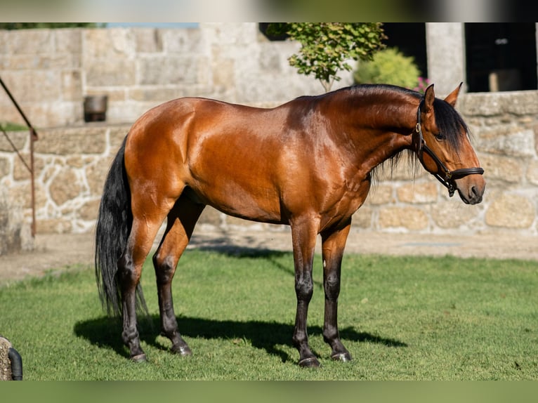 Lusitano Castrone 5 Anni 152 cm Baio in Guimarães