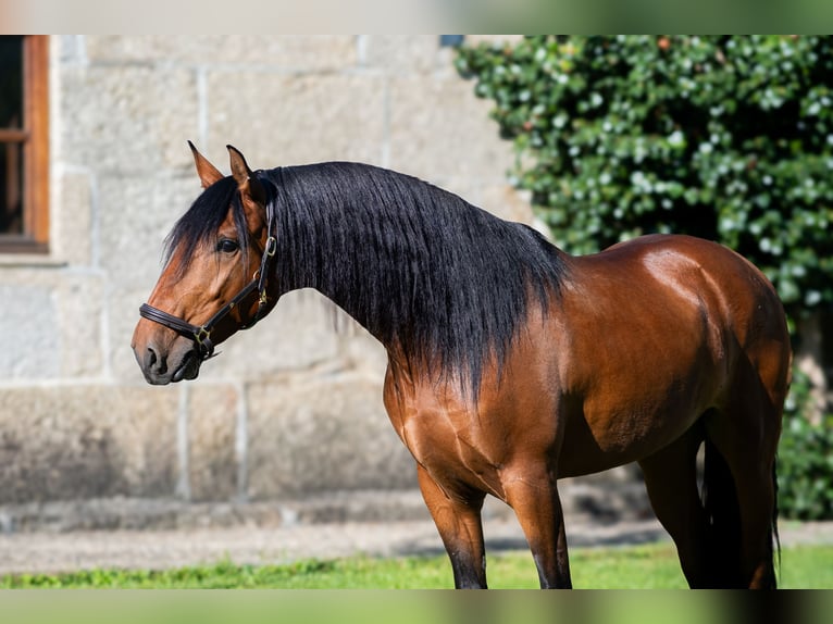 Lusitano Castrone 5 Anni 152 cm Baio in Guimarães