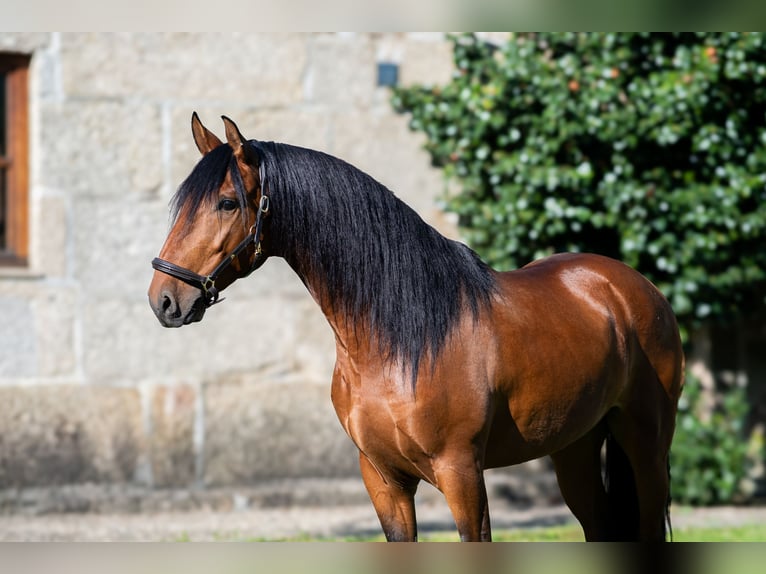 Lusitano Castrone 5 Anni 152 cm Baio in Guimarães