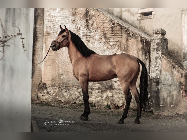 Lusitano Castrone 5 Anni 152 cm Pelle di daino in Samora Correia