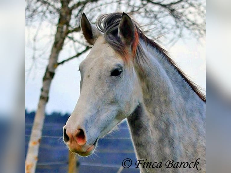 Lusitano Castrone 5 Anni 154 cm Grigio in Wiebelsheim