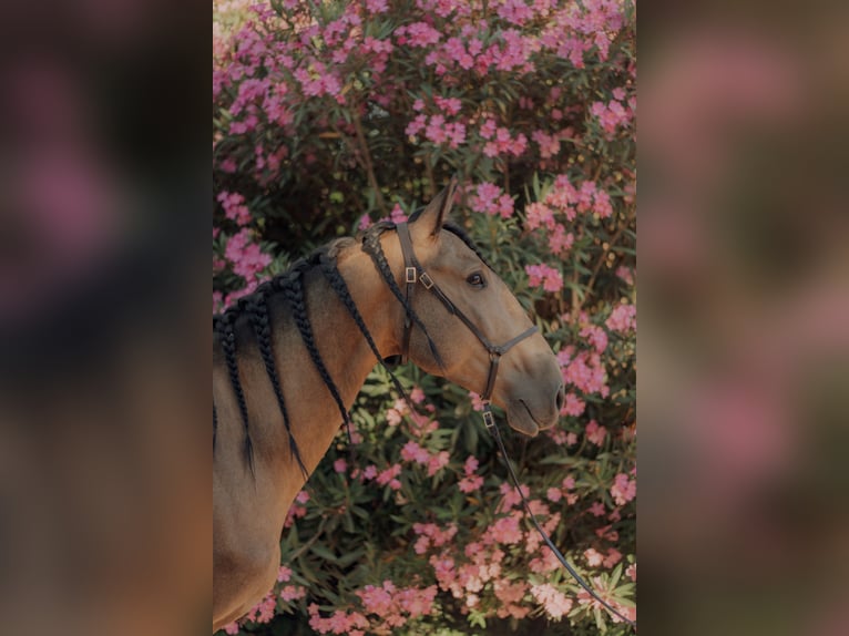 Lusitano Castrone 5 Anni 155 cm Falbo in Vila Viçosa