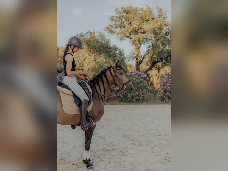 Lusitano Castrone 5 Anni 155 cm Falbo in Vila Viçosa