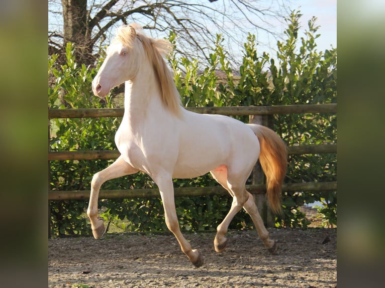 Lusitano Castrone 5 Anni 157 cm Cremello in lessines