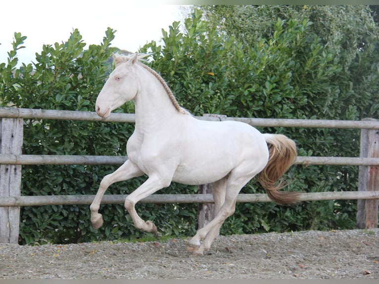 Lusitano Castrone 5 Anni 157 cm Cremello in lessines