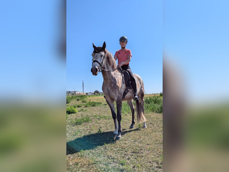 Lusitano Castrone 5 Anni 157 cm Grigio in Salzatal