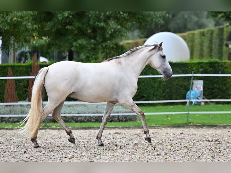 Lusitano Castrone 5 Anni 157 cm Grullo in Ehekirchen