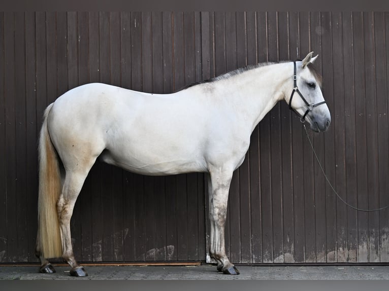 Lusitano Castrone 5 Anni 157 cm Grullo in Ehekirchen