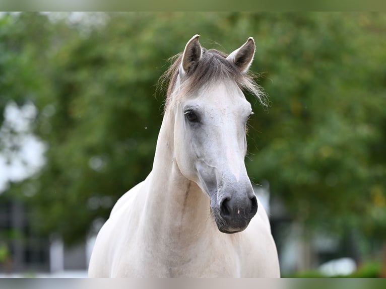 Lusitano Castrone 5 Anni 157 cm Grullo in Ehekirchen