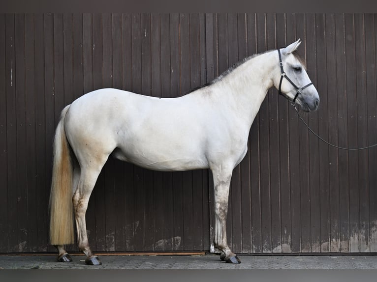 Lusitano Castrone 5 Anni 157 cm Grullo in Ehekirchen