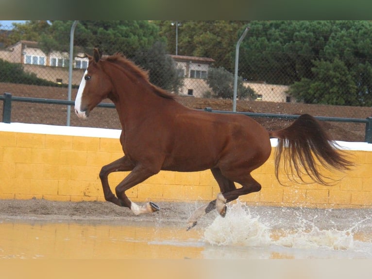 Lusitano Castrone 5 Anni 158 cm Sauro in Hamburg