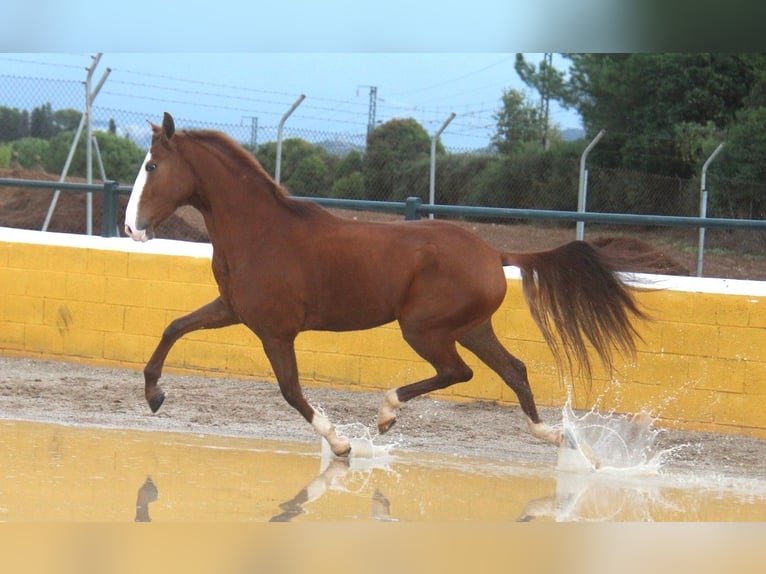 Lusitano Castrone 5 Anni 158 cm Sauro in Hamburg