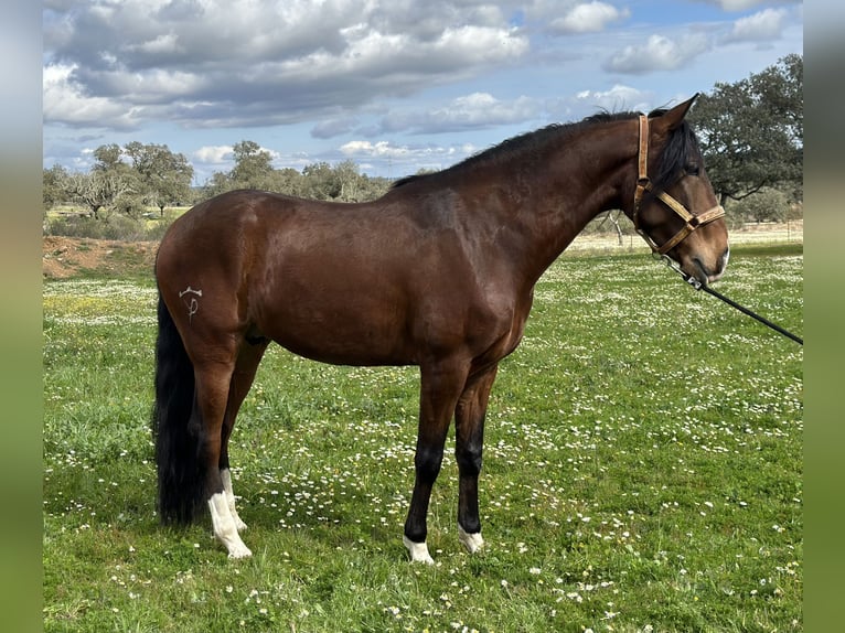 Lusitano Castrone 5 Anni 159 cm Baio scuro in Valdecaballerosa