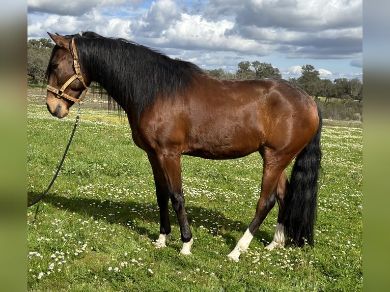 Lusitano Castrone 5 Anni 159 cm Baio scuro in Valdecaballerosa