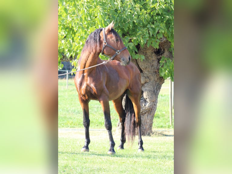 Lusitano Castrone 5 Anni 160 cm Baio in Grospierres