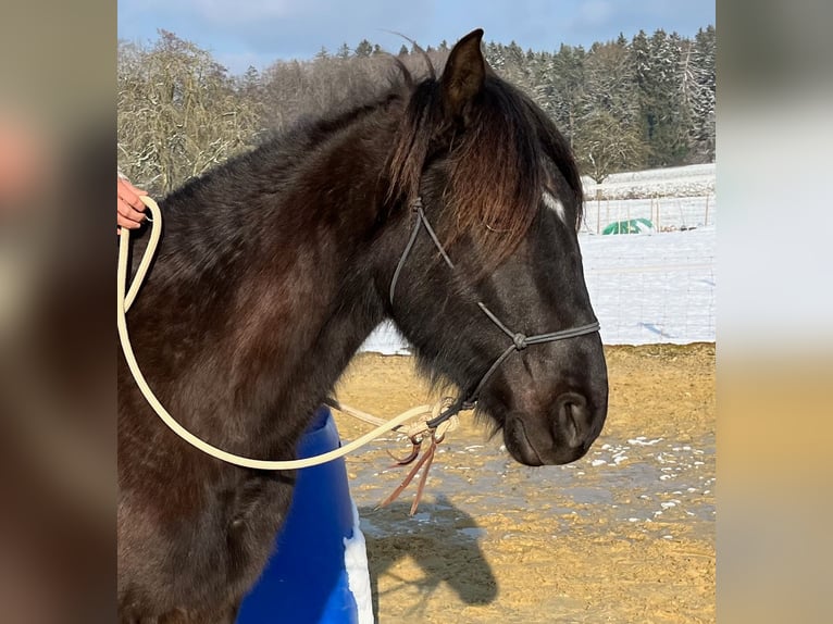 Lusitano Castrone 5 Anni 160 cm Baio nero in Amlikon-Bissegg