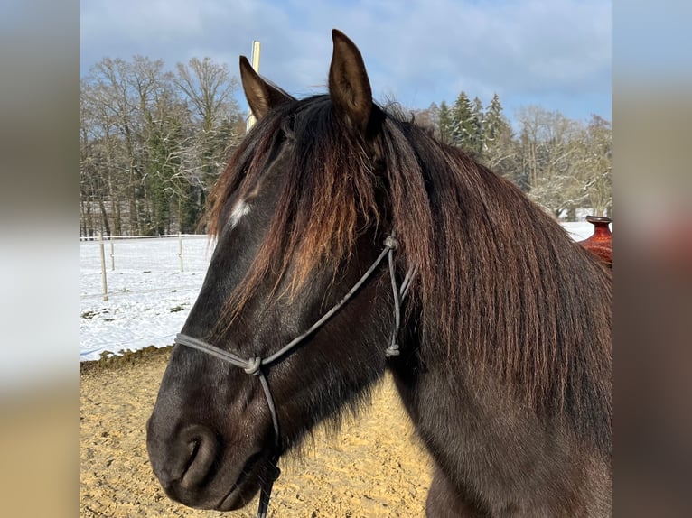 Lusitano Castrone 5 Anni 160 cm Baio nero in Amlikon-Bissegg