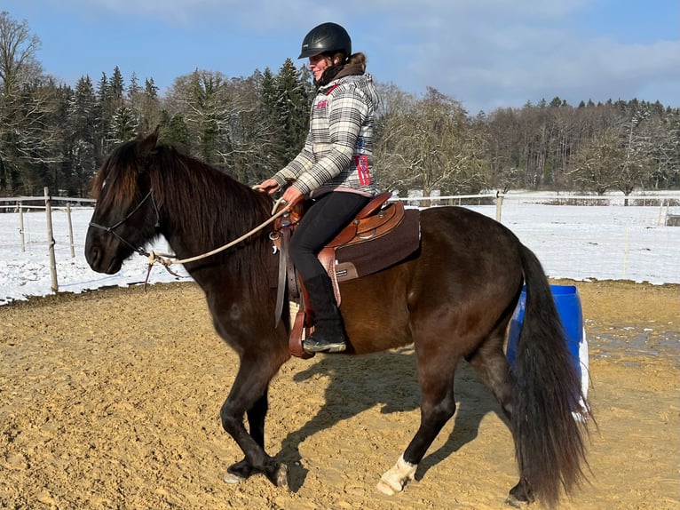 Lusitano Castrone 5 Anni 160 cm Baio nero in Amlikon-Bissegg