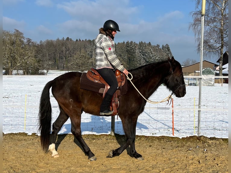 Lusitano Castrone 5 Anni 160 cm Baio nero in Amlikon-Bissegg