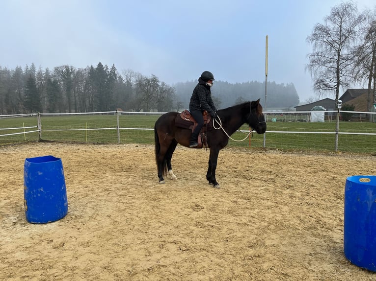 Lusitano Castrone 5 Anni 160 cm Baio nero in Amlikon-Bissegg