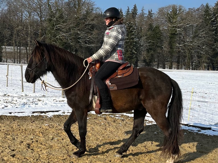 Lusitano Castrone 5 Anni 160 cm Baio nero in Amlikon-Bissegg