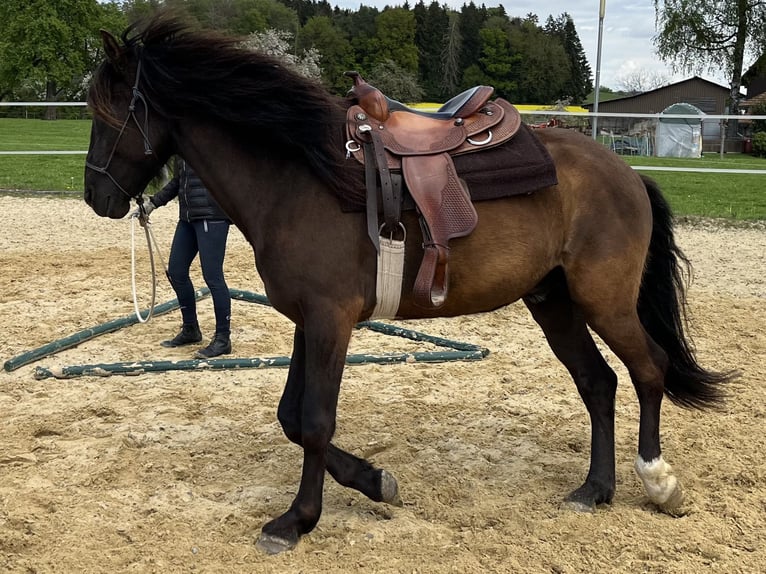 Lusitano Castrone 5 Anni 160 cm Baio nero in Amlikon-Bissegg