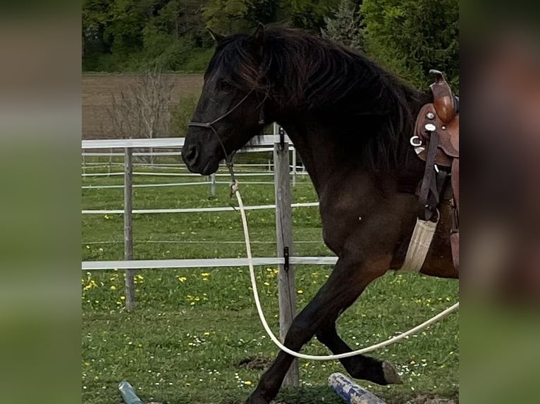 Lusitano Castrone 5 Anni 160 cm Baio nero in Amlikon-Bissegg