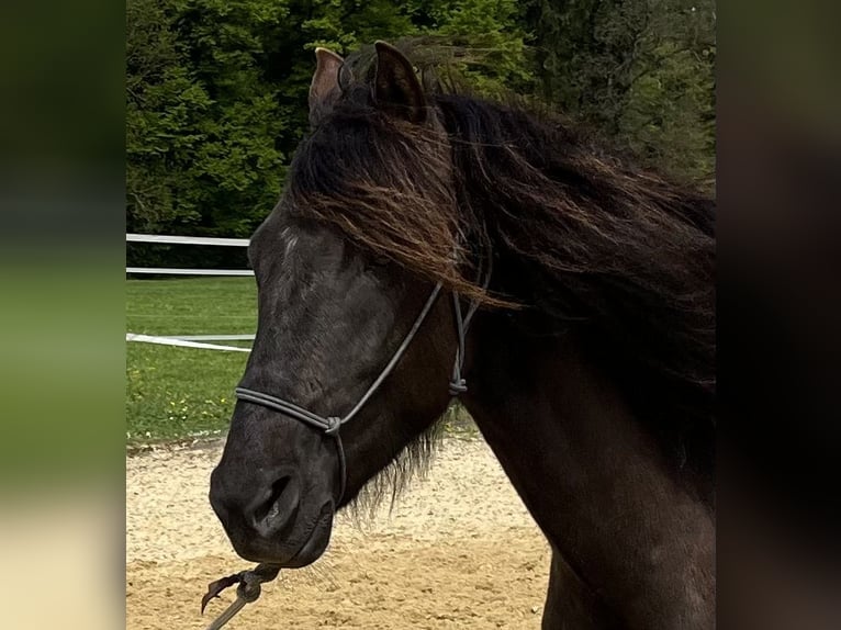 Lusitano Castrone 5 Anni 160 cm Baio nero in Amlikon-Bissegg