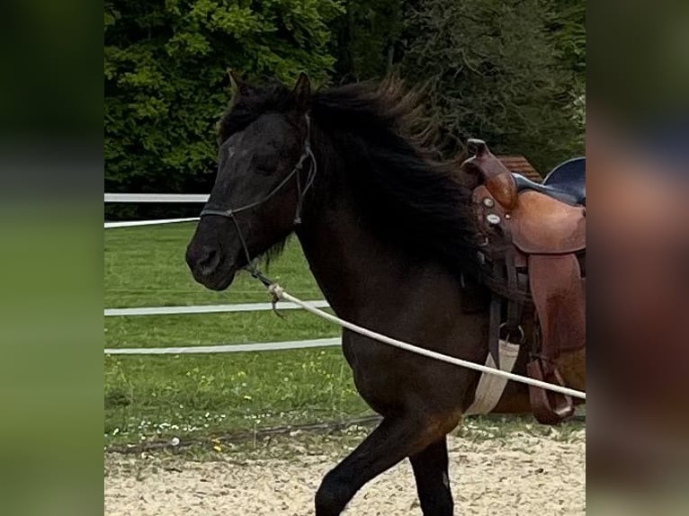 Lusitano Castrone 5 Anni 160 cm Baio nero in Amlikon-Bissegg