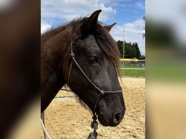Lusitano Castrone 5 Anni 160 cm Baio nero in Amlikon-Bissegg