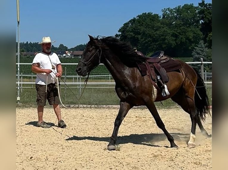 Lusitano Castrone 5 Anni 160 cm Baio scuro in Amlikon-Bissegg