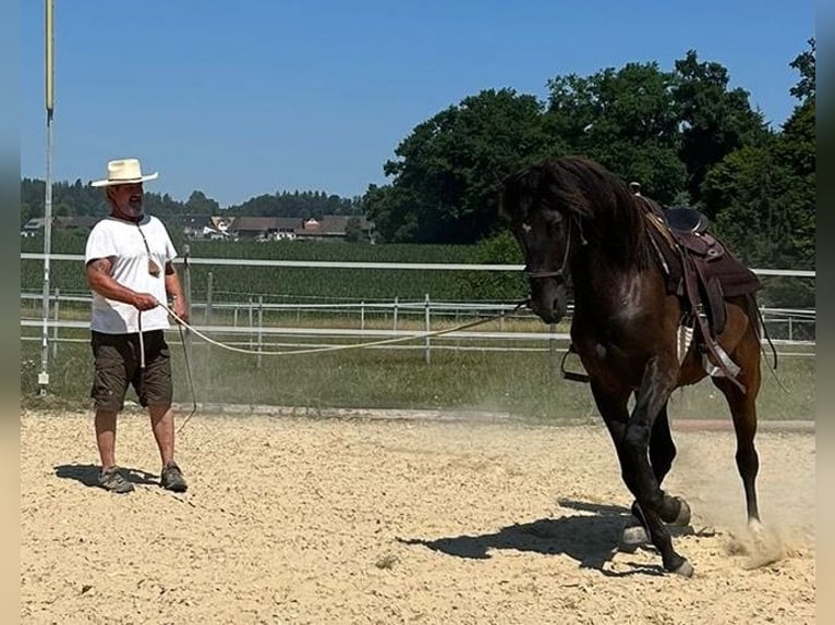 Lusitano Castrone 5 Anni 160 cm Baio scuro in Amlikon-Bissegg